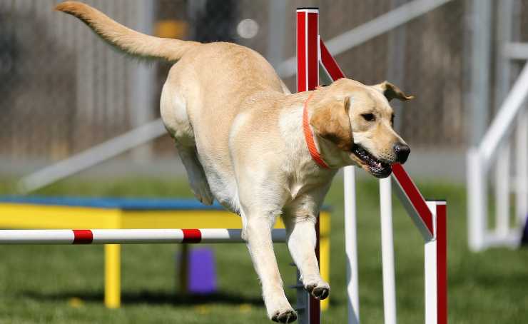 labrador retriever