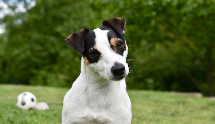 Juck Russel Terrier
