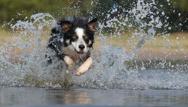 border collie