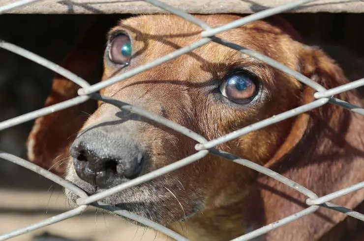 Perro en una jaula (Foto Pixabay)