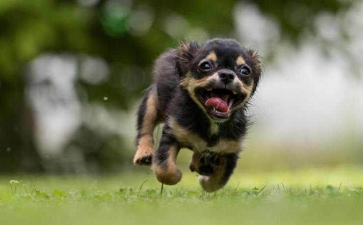 Perro corriendo (Foto Pixabay)