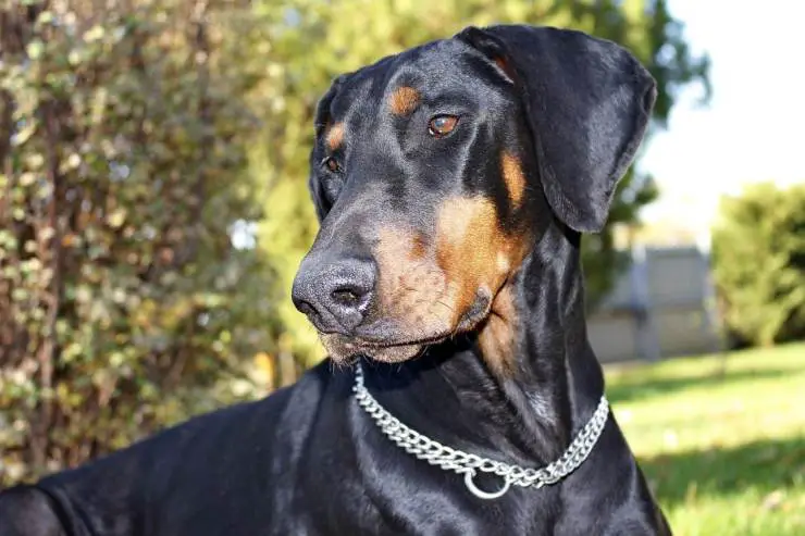 Enfermedades más comunes del Dobermann. Enfermedades más comunes del Dobermann.