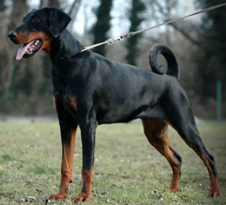Dobermann: enfermedades más comunes dobermann