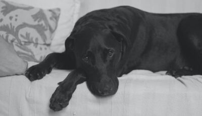 alimentos que se deben evitar para los perros con cistitis