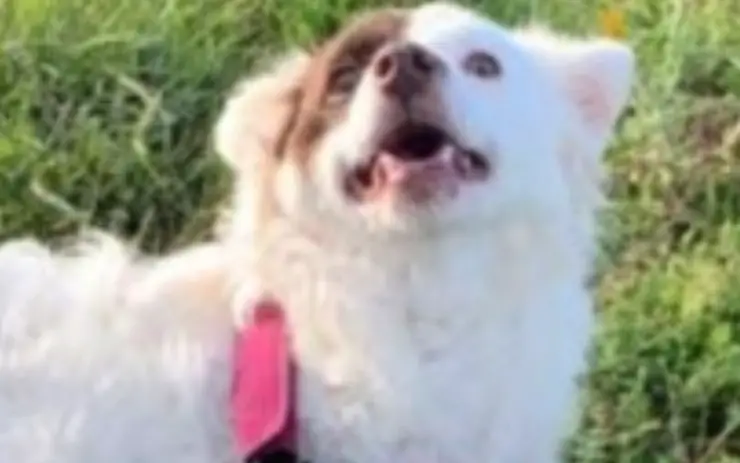 Cagnolina Lea busca familia