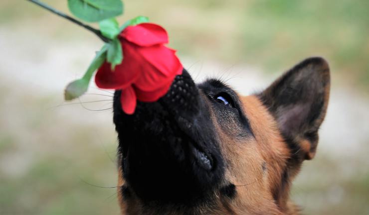 Perro con una rosa (Foto Pixabay)