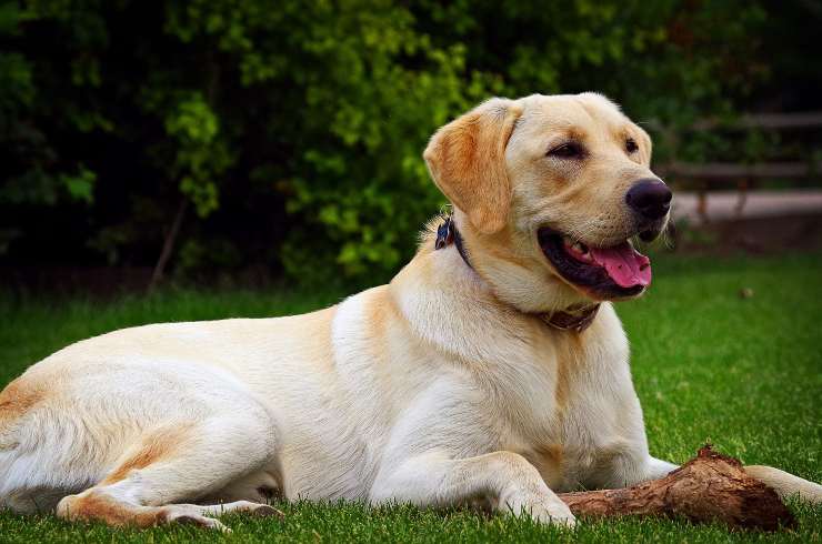 Perros hermosos: las 10 razas de perros más bellas y agradables ️ Vida con Mascotas ️