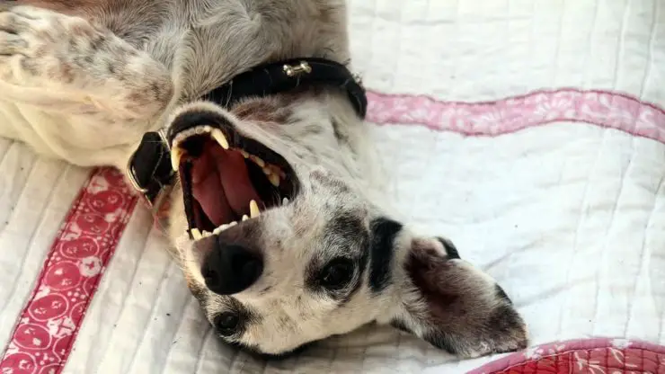 collar de cachorro