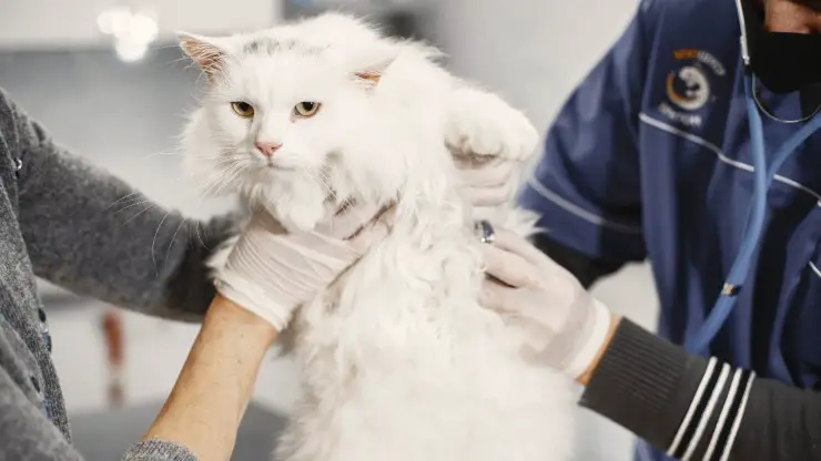 gato veterinario amor doctor
