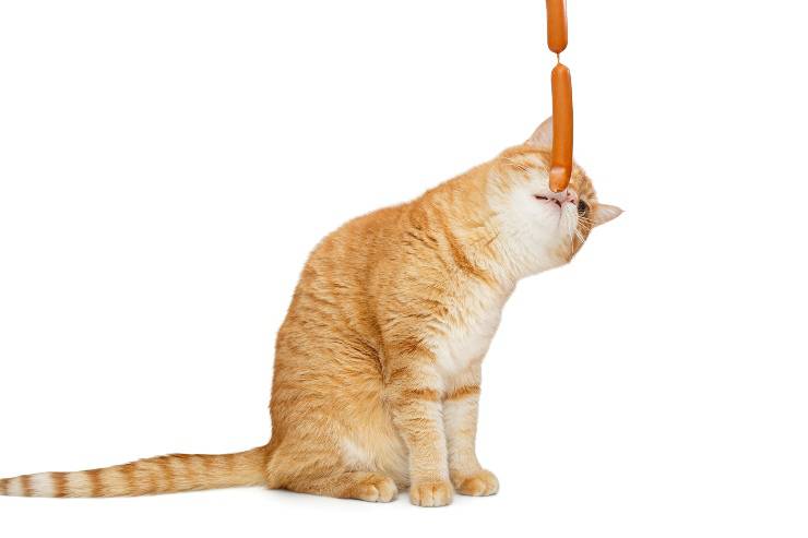 gato come salchicha