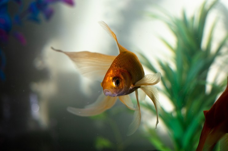 Las espinillas en peces de colores