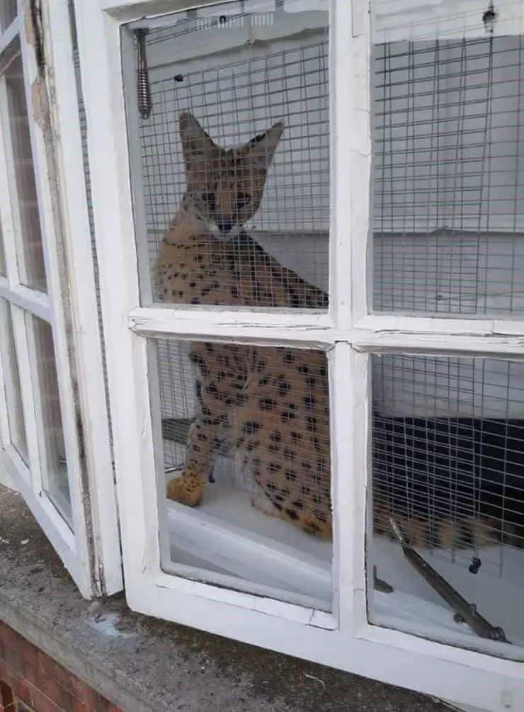 Zena la gata salvaje detenida ilegalmente