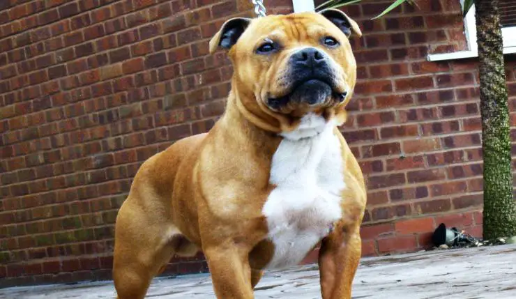 Adopción de perro Staffordshire Bull Terrier