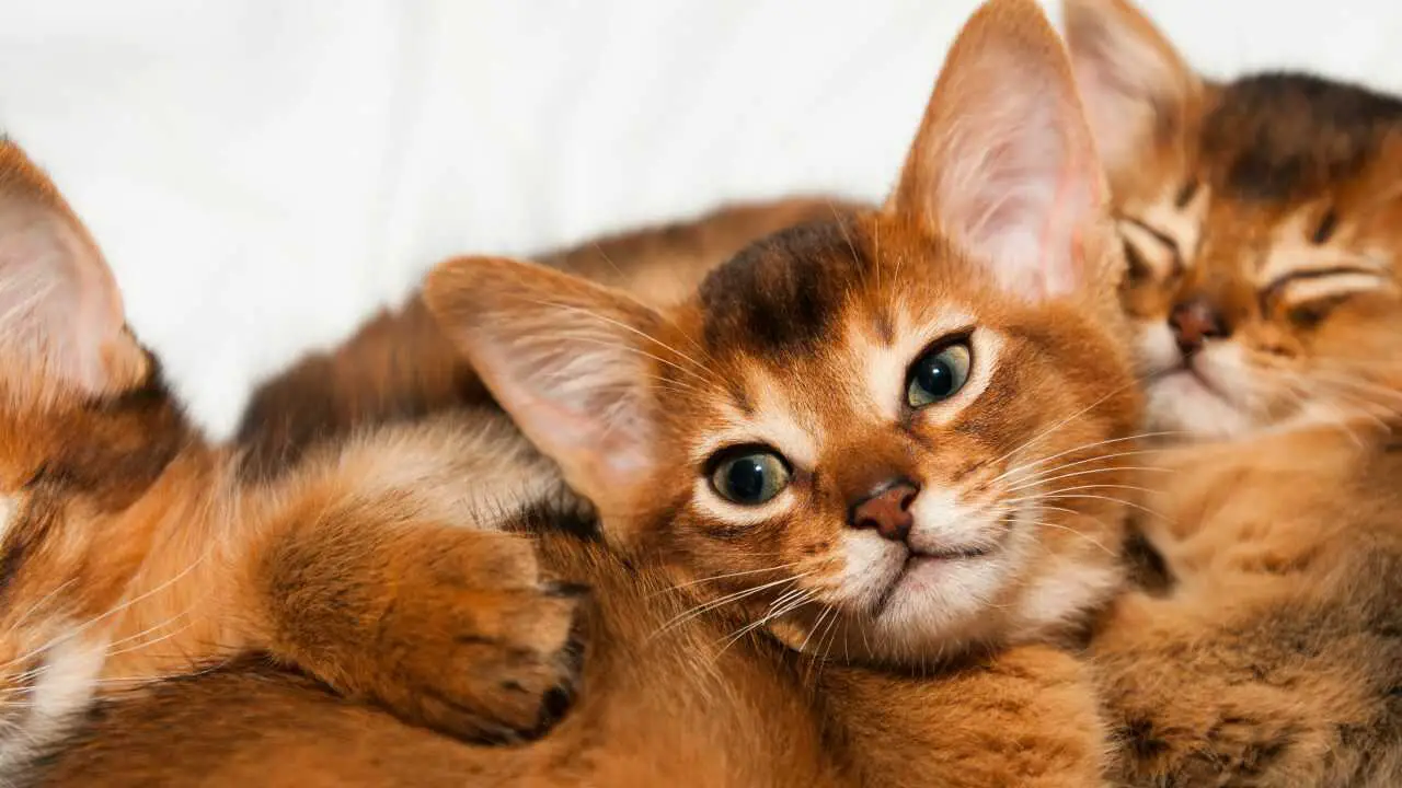 gato conejito