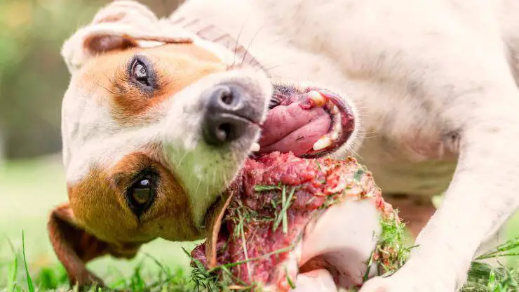 Perro comiendo carne Caña