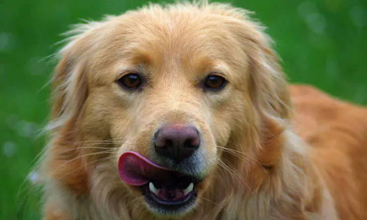 Perro lamiendo su bigote Caña