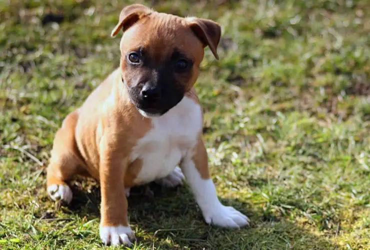 Cachorro Staffordshire Bull Terrier