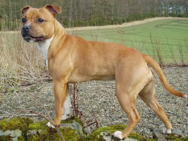 Cuidado de la piel de Staffordshire Bull Terrier lavado limpio
