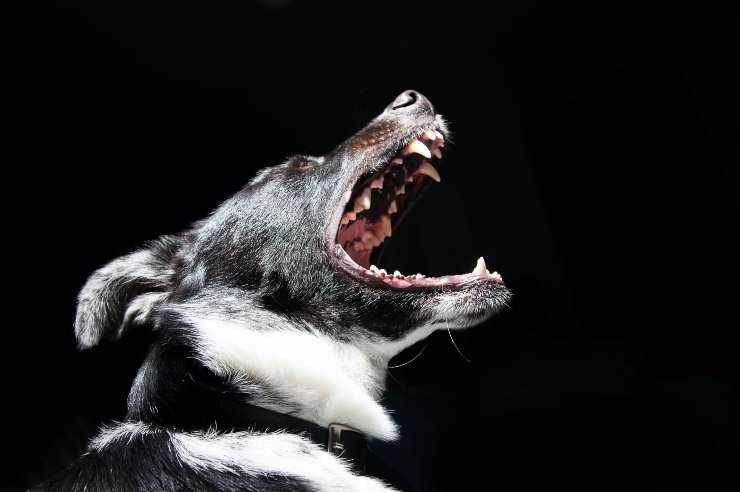 perro gruñe amenazadoramente