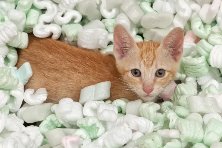 El gatito en el poliestireno El gato se come la espuma de poliestireno