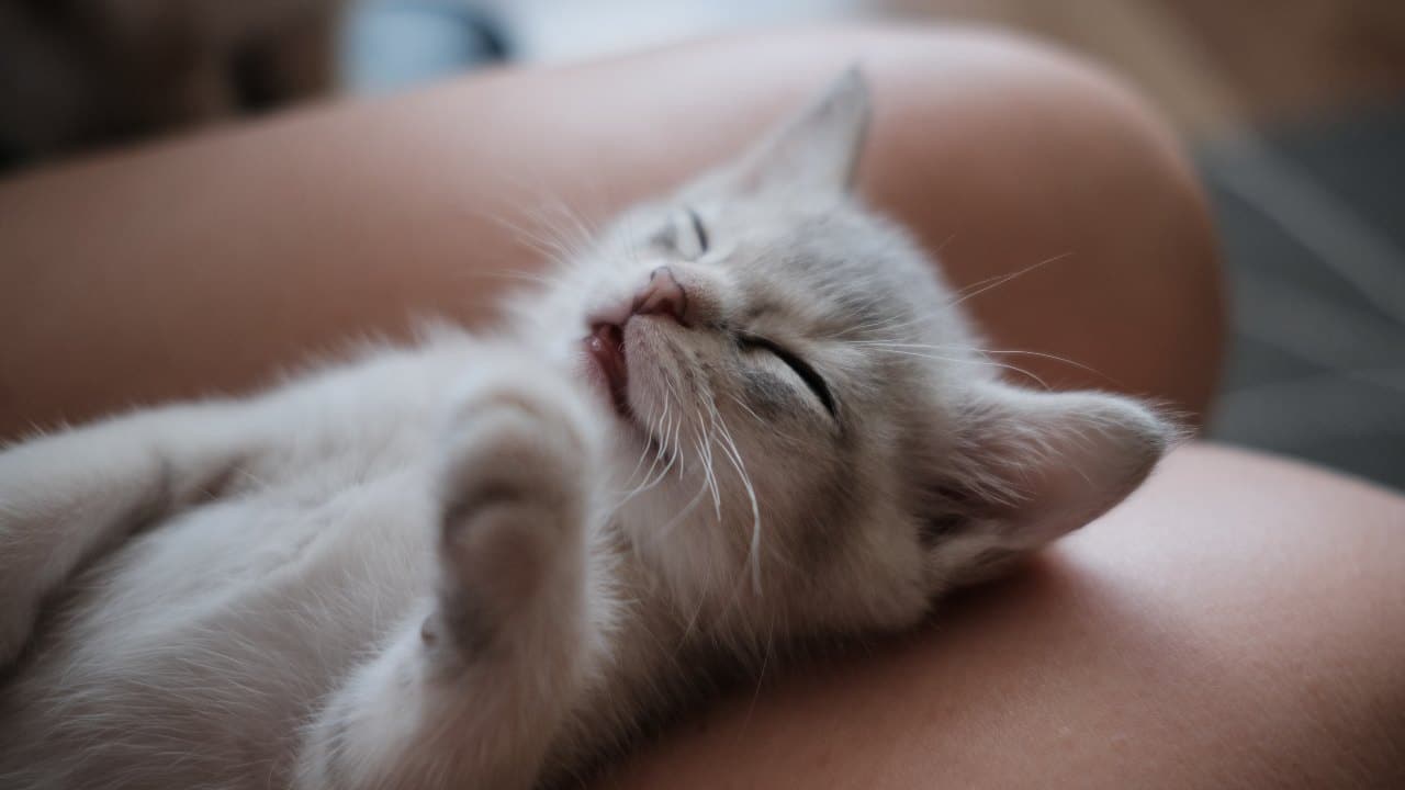 Primer día del gatito en casa: consejos útiles para que se aclimate ...