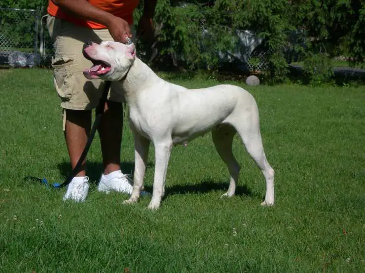 Perros de origen argentino: Dogo Perros de origen argentino: Dogo