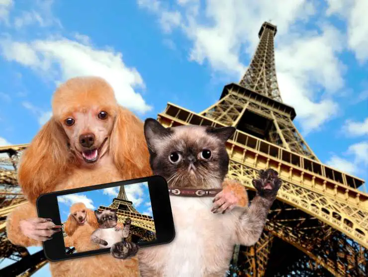 perro y gato en Francia