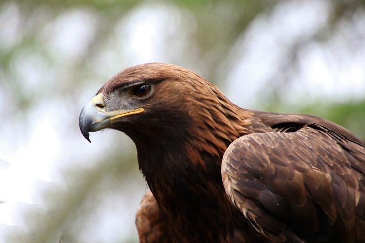 Animales en francés: águila Animales en francés: águila