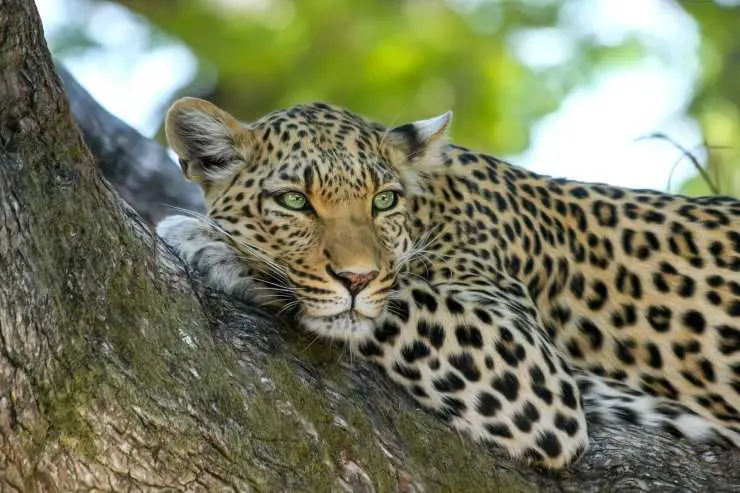 Animales en francés: leopardo Animales en francés: leopardo