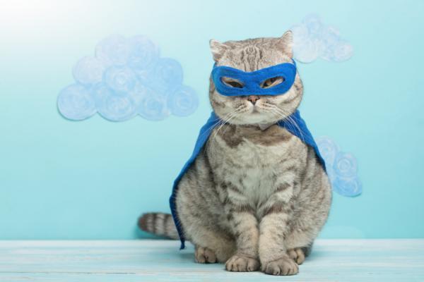 Disfraces de gato DIY - Gato superhéroe