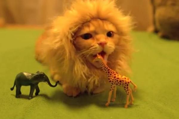 Disfraces de gato DIY - El gato león