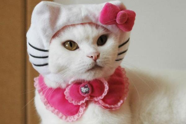 Disfraces de gatos DIY - Hello Kitty