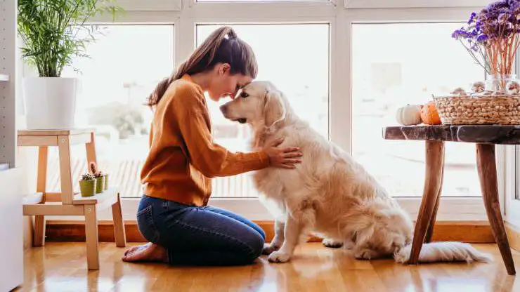 Medicina ayurvédica para perros Medicina para perros