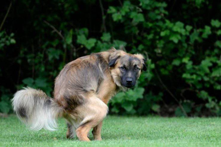 perro te mira mientras hace caca