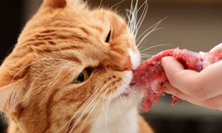 gato come carne