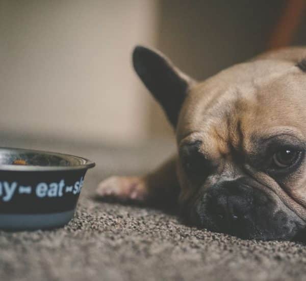 Eclampsia en perros que es, como reconocerla, cuales son los