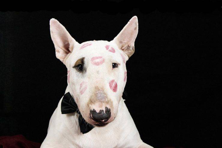 Accesorios de lujo para perros