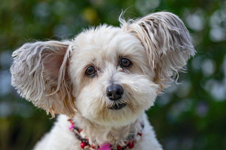 Accesorios de lujo para perros: collar Accesorios de lujo para perros: collar