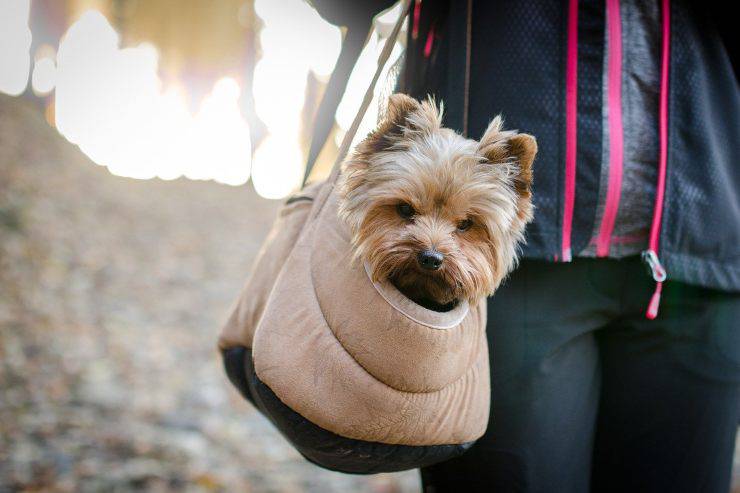 Accesorios para perros de lujo: accesorios Accesorios de lujo para perros