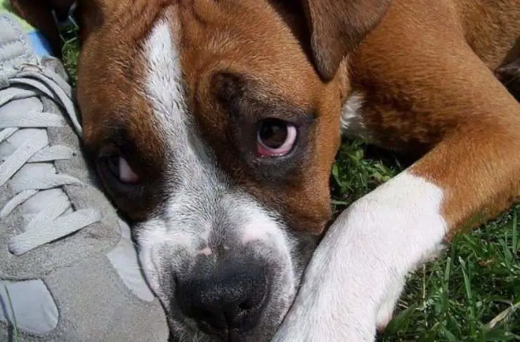 perro de ojos rojos