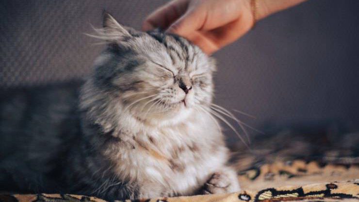 Gato siendo acariciado Gato