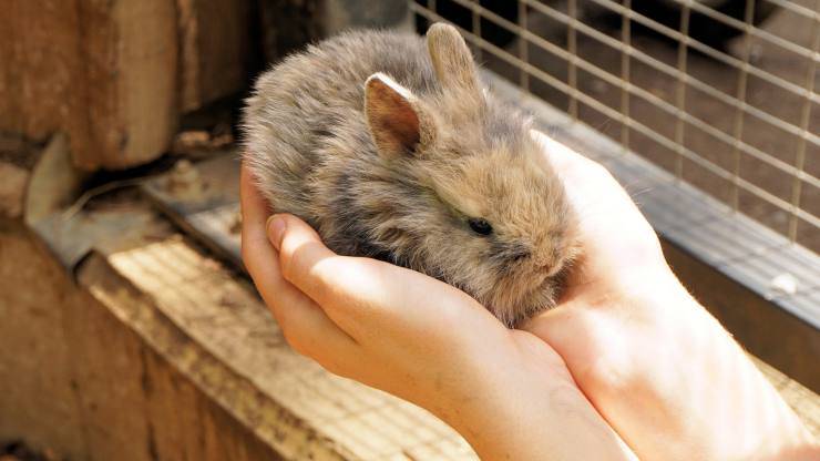 Bienvenido conejo enano a la casa.