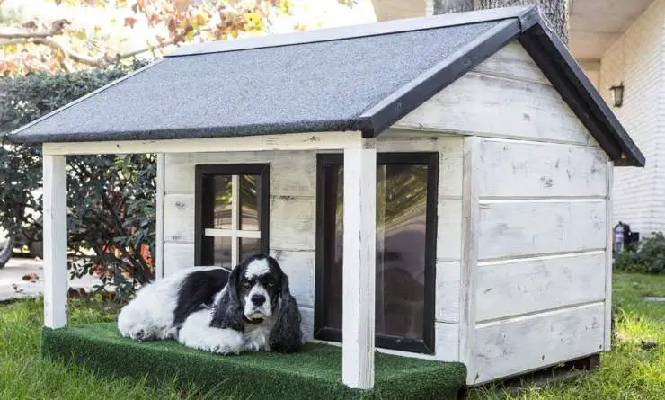 enseñarle al perro a usar la perrera para entrar