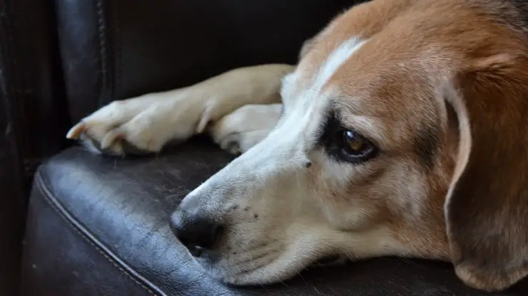 perro beagle ojos tristes mirada triste