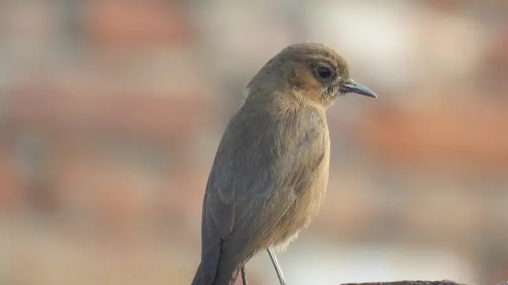 Pájaros que cantan de noche: ruiseñor común Pájaros que cantan de noche: ruiseñor común