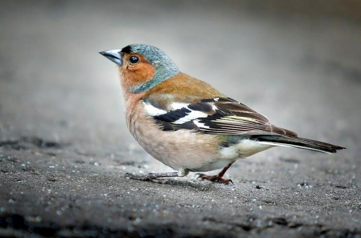 Aves más adecuadas para los niños: Finch Aves más adecuadas para los niños: Finch