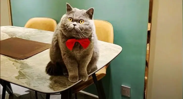 Fu Fu, el gato dejado solo en la casa por el dueño (Captura de pantalla del video)