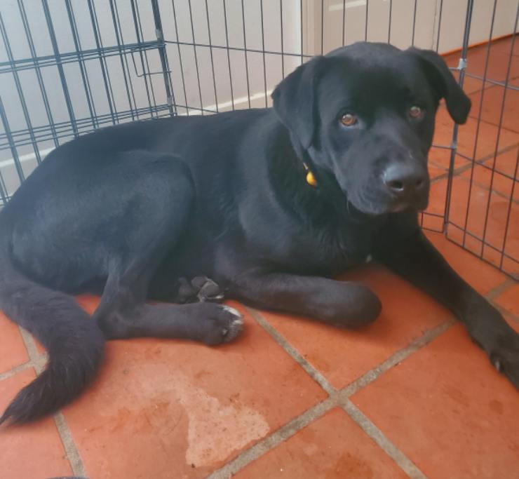 perro texas rescatado mujer congelada