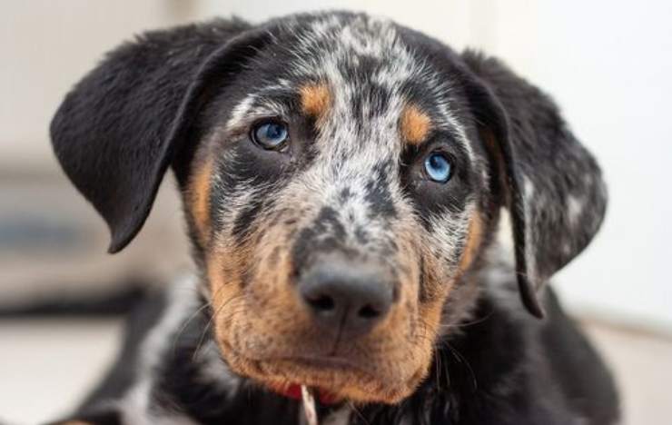 arlequín beauceron
