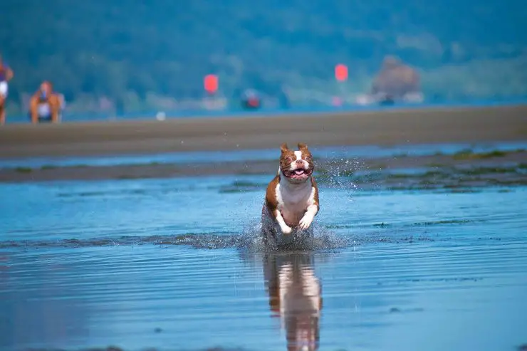 Boston Terrier en el agua Boston Terrier en el agua